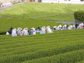 深蒸し茶の生産地三重県松阪市飯高香肌