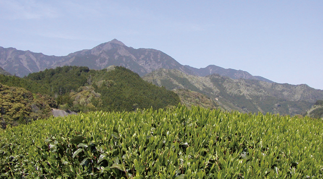 深蒸し茶の生産地三重県松阪市飯高香肌