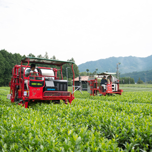 松阪市飯高茶畑